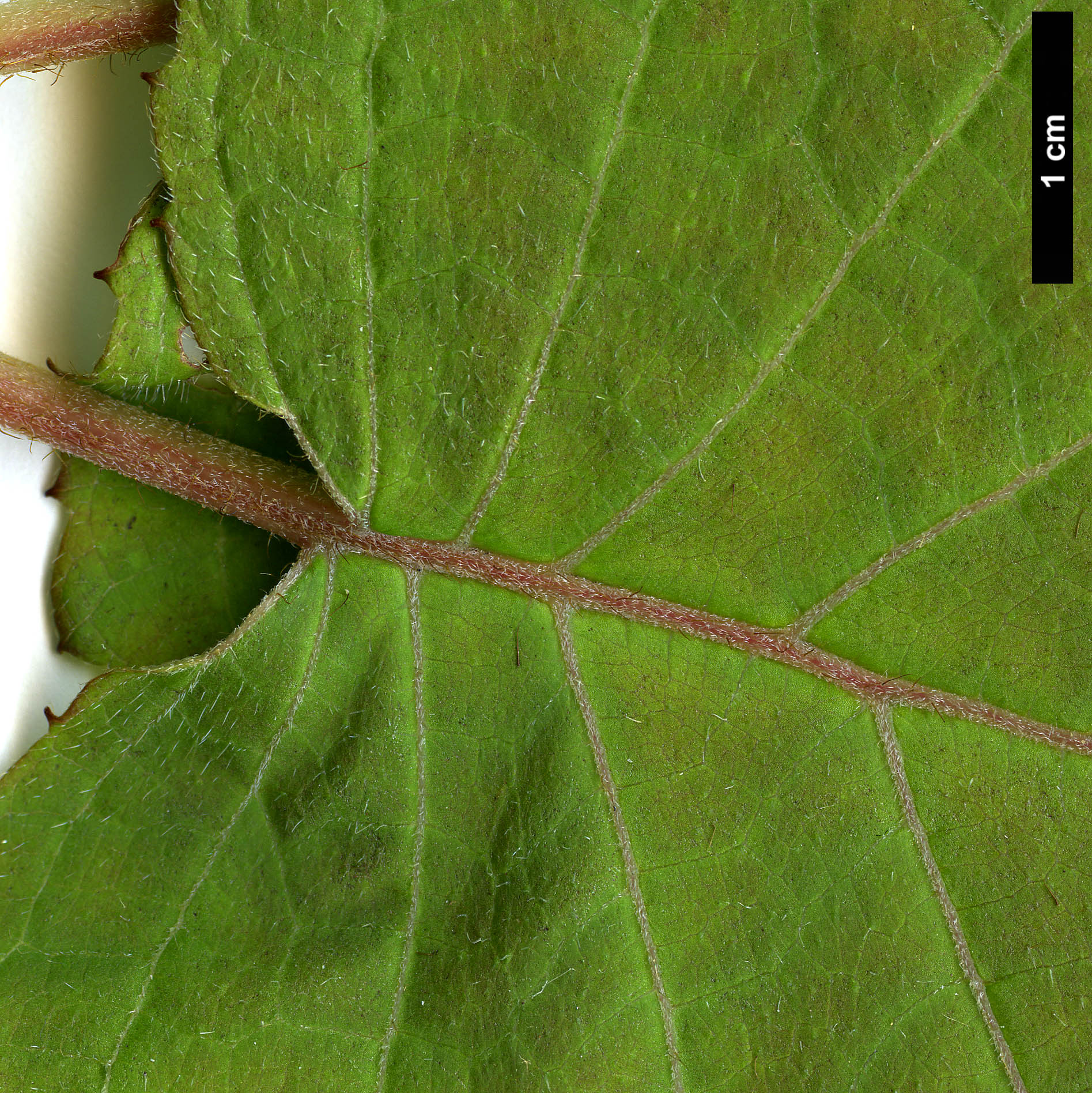 High resolution image: Family: Hydrangeaceae - Genus: Hydrangea - Taxon: longipes - SpeciesSub: var. fulvescens